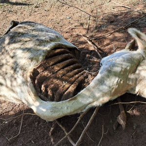 Crueldade: vaca é esquartejada ainda viva para furto de carne em Mafra