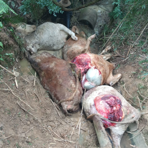 Suspeito de esquartejar gado vivo para furtar carne é indiciado pela Polícia Civil de Mafra