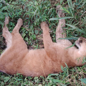 Filhote de onça-parda é encontrado baleado no interior de Mafra