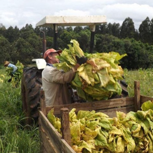 Empresas garantem compra do tabaco estimado com cada produtor
