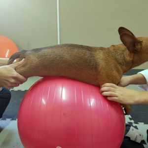 AuQMia: clínica oferece tratamento de fisioterapia e acupuntura veterinária em Rio Negro