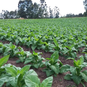 Safra 2021/2022 tem estimativa de 569 mil toneladas de tabaco