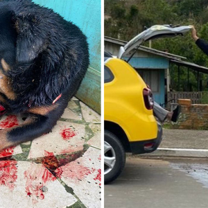 Após agredir cachorro a pauladas, homem é preso por maus-tratos em Rio Negro