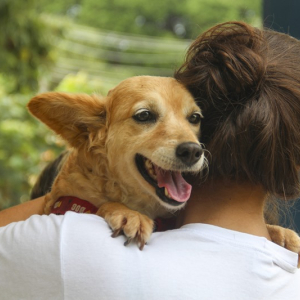 Aberto cadastro para castração de animais em Mafra