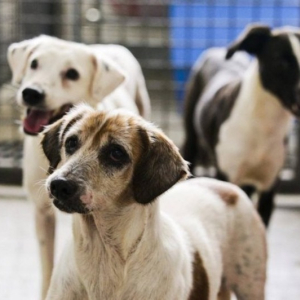 Rio Negro abre credenciamento de clínicas veterinárias para castração de cães