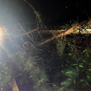 Árvores são serradas e colocadas na BR-280, entre Mafra e Canoinhas