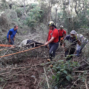Boi cai em ribanceira de mais de 100 metros e é resgatado em Itaiópolis