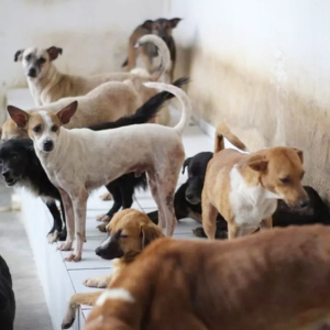 Mafra vai ganhar abrigo temporário para cães e gatos