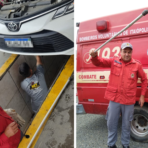 Cobra de quase 2 metros é encontrada em motor de carro