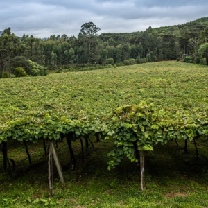 Vinhos de Bituruna conquistam nova Indicação Geográfica