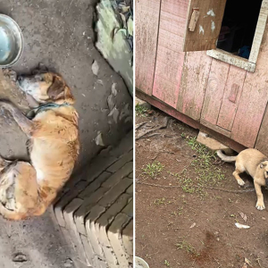 Polícia Civil prende homem por maus tratos aos animais