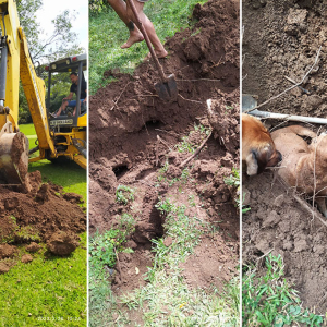 Cachorro é resgatado pelo Corpo de Bombeiros após ficar preso em buraco