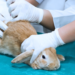 Governo proíbe uso de animais em testes de cosméticos e perfumes