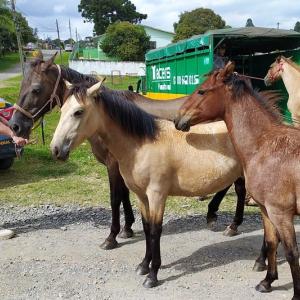 Cavalos soltos às margens da rodovia são recolhidos na BR-116