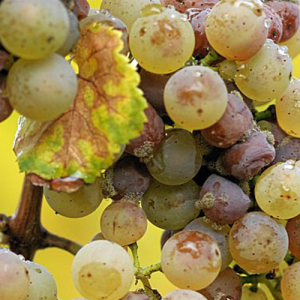 Sémillon e os Sauternes