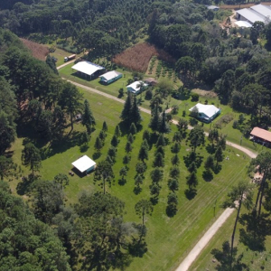 Fazenda experimental de Rio Negro: um legado de ensino e pesquisa florestal