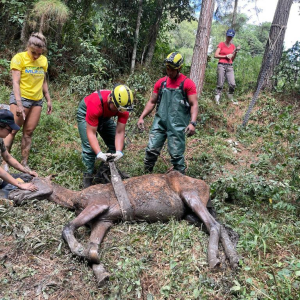 Bombeiros Voluntários resgatam cavalo atolado em banhado