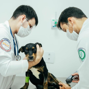 Uningá: aulas práticas potencializam formação em Medicina Veterinária