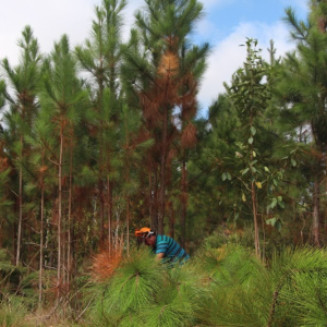 Cultivo de pinus e plantas exóticas invasoras é regulamentado no Paraná
