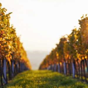 Como identificar vinhos do calor e do frio