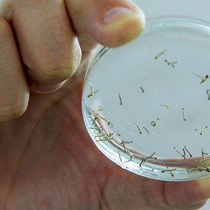 Nova vacina contra a dengue chega ao Brasil na próxima semana
