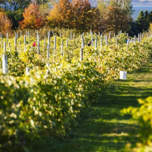 Morandé e seus premiados vinhos tintos