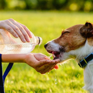 Onda de calor: confira dicas de como manter seus pets seguros em dias quentes