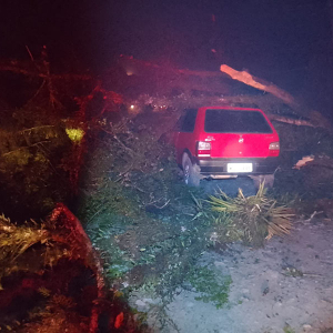 Árvore cai sobre veículo em estrada do interior; veja fotos