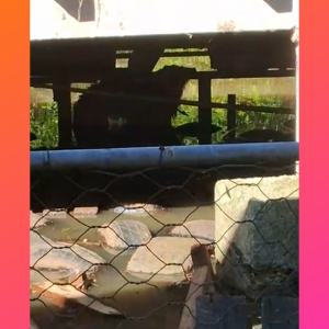 Vídeo flagra cachorro preso em corrente durante enchente