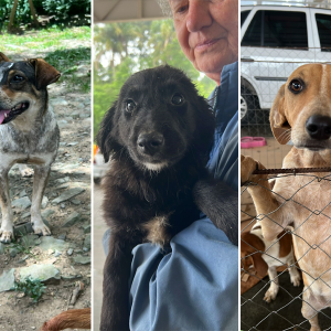 Feira de adoção de pets é promovida neste sábado em Mafra