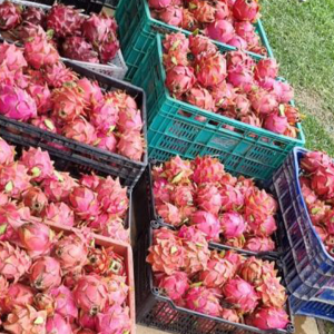 Alimentação escolar inclui pitaia e outros produtos da agricultura familiar