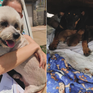 Que tal adotar um cãozinho? Feira de adoção acontece em Mafra