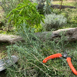 Um convite para ter chás e temperos em casa