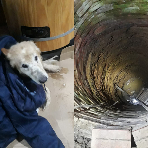 Cãozinho é resgatado após cair em poço de 7 metros
