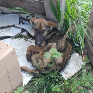 Casal é preso por manter cão em condições de maus-tratos