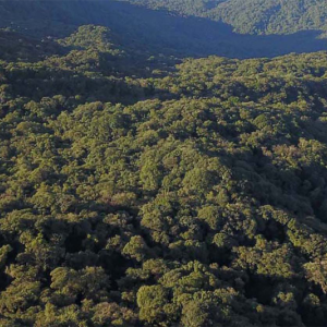 Paraná reduz desmatamento ilegal em 70,7%, aponta MapBiomas