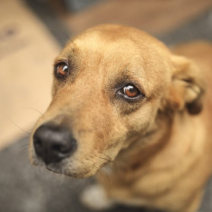 Senado aprova aumento da pena por maus-tratos contra cães e gatos