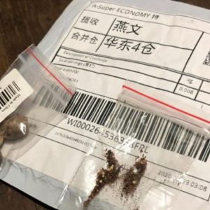 Confira tudo o que se sabe sobre as sementes “misteriosas” da China
