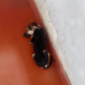 Morre cadela resgatada pela polícia sem água e comida; veja vídeo