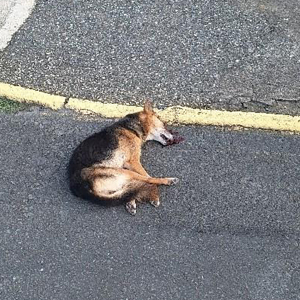 Morador de rua é preso após maltratar e matar cachorro